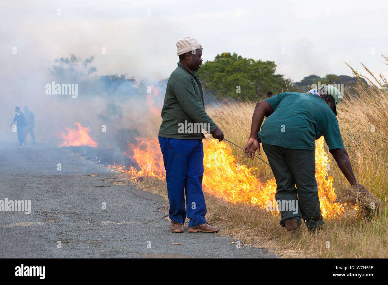 Le brûlage dirigé pour créer des coupe-feu en face de feu sauvage, Imfolozi Game Reserve, Kwazulu Natal, Afrique du Sud, Juin 2012 Banque D'Images