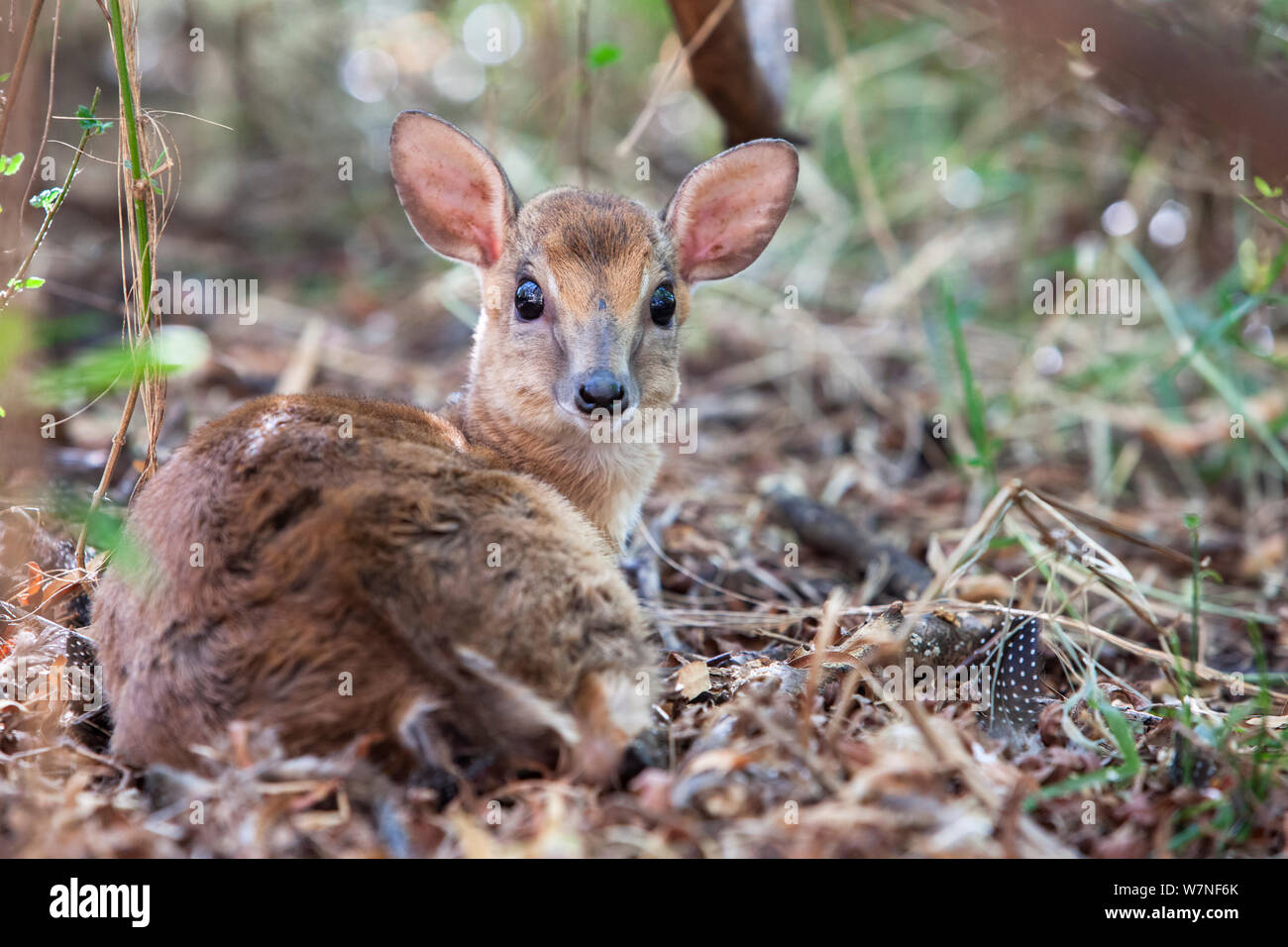 Neotragus Batesi Dwarf antelope dwarf antelope neotragus Banque de photographies et d ...