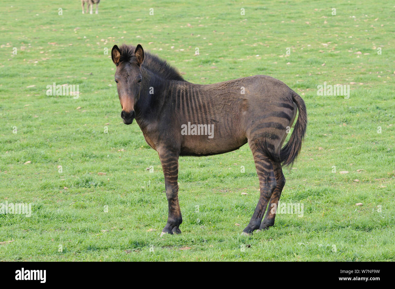 Etalon zèbre de montagne/ l'hybride. Les terres agricoles d'Overberg, Western Cape, Afrique du Sud. Banque D'Images