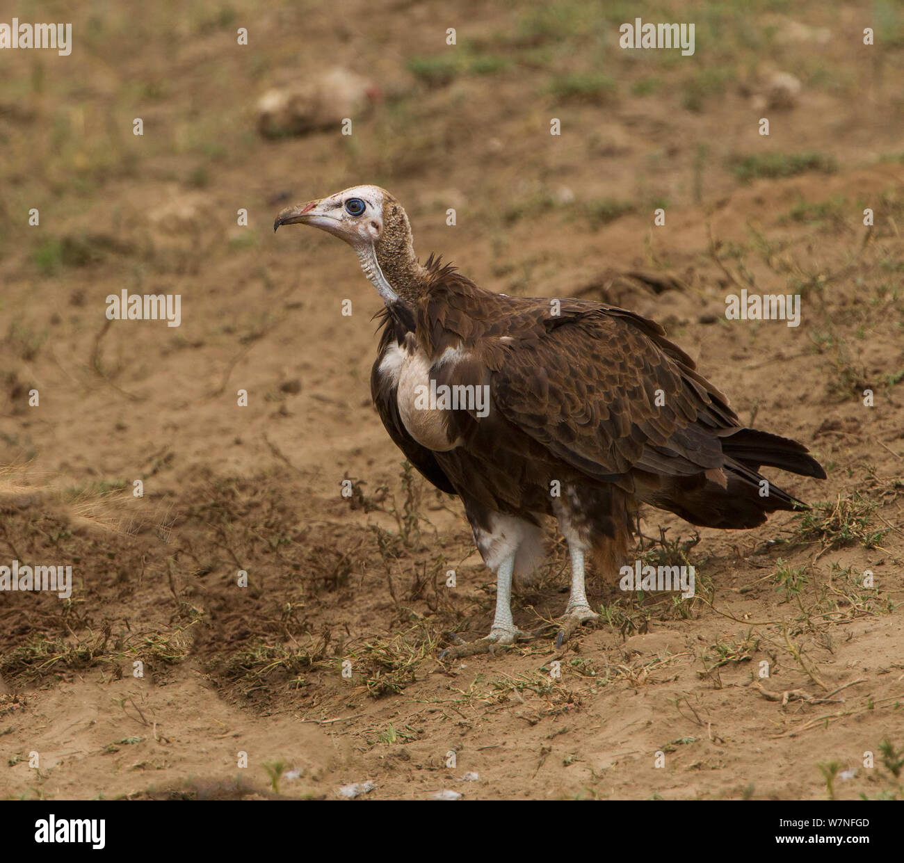 Hooded vulture (Necrosyrtes monachus) approches avec prudence une carcasse invisible, le Parc National du Serengeti, Tanzanie, Afrique de l'Est, Mars Banque D'Images