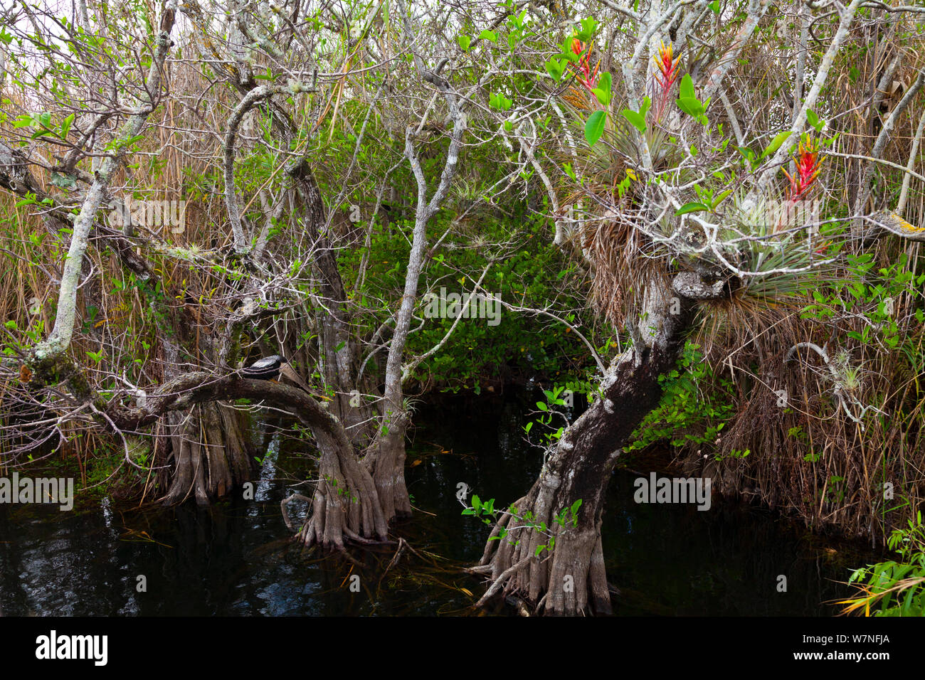 Anhinga d'Amérique / vert (Anhinga anhinga) dans l'habitat de mangrove. Le Parc National des Everglades, en Floride, USA, février. Banque D'Images