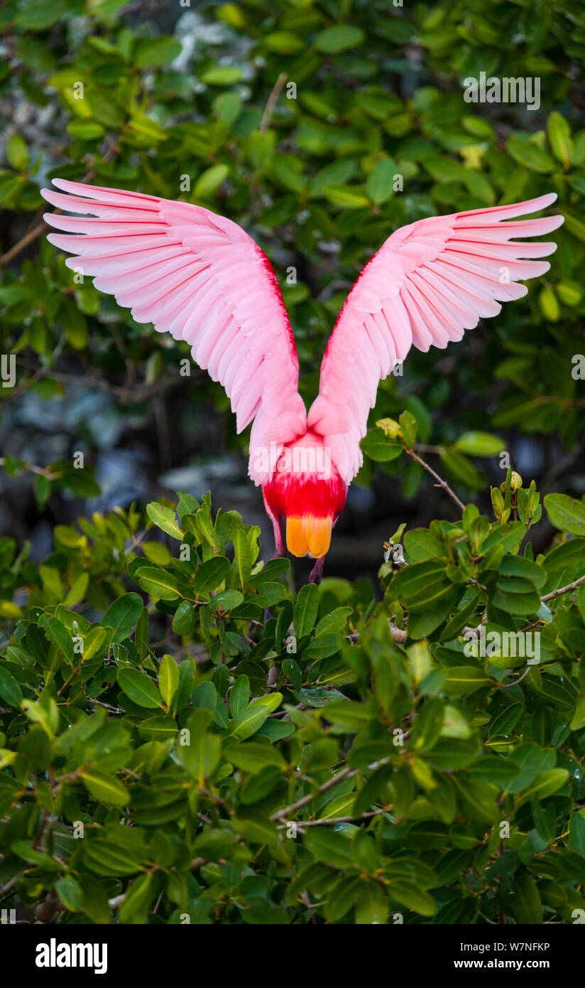Roseate Spoonbill (Platalea ajaja) Vue arrière ailes ouvertes, dans les mangroves de la canopée. Le Parc National des Everglades, en Floride, USA, février. Banque D'Images