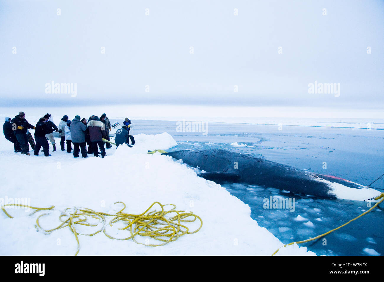 Les baleiniers de subsistance Inupiaq se préparent à tirer vers le haut une baleine boréale (Balaena mysticetus) attraper le long du bord de la coupure dans le pack de glace. Mer de Tchoukotka, au large de Barrow, côte de l'Arctique de l'Alaska, avril 2012. Banque D'Images