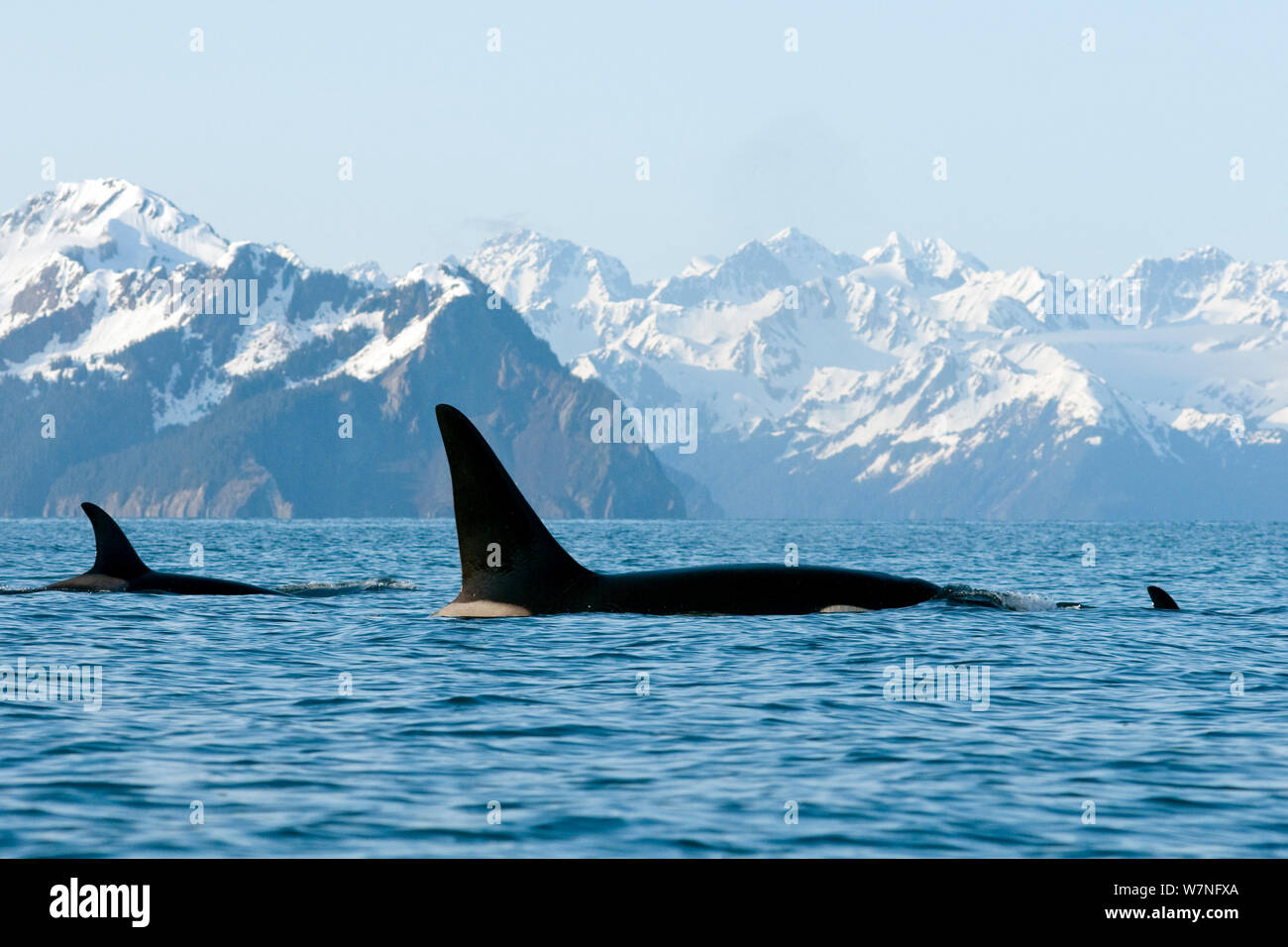 Orca / de l'Épaulard (Orcinus orca) Grand Taureau, vache et veau nageant dans la baie de résurrection, Kenai Fjords National Park, à l'extérieur de Seward, Alaska, mai. Banque D'Images