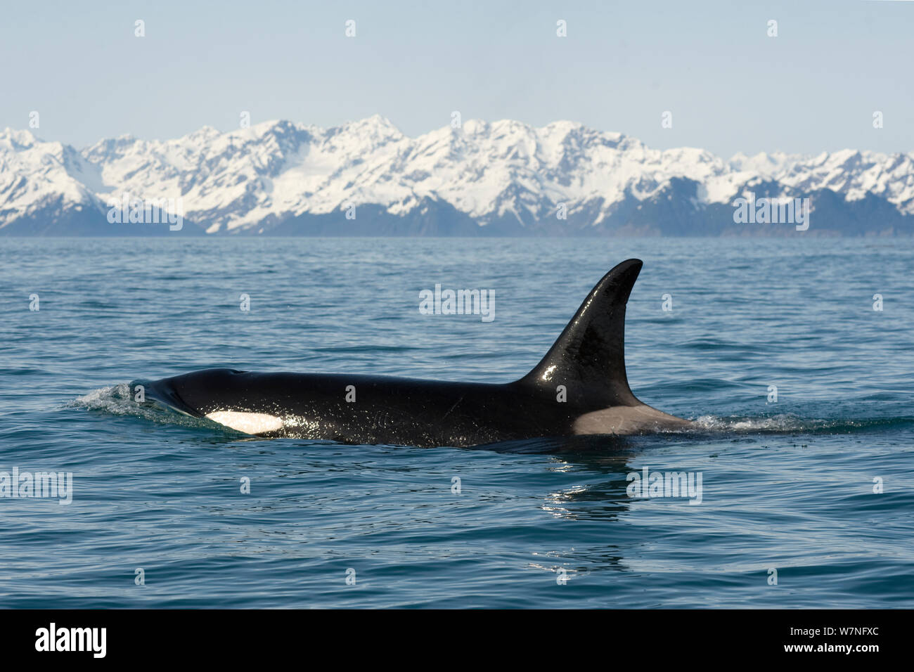 Orca / de l'Épaulard (Orcinus orca) grande vache dans Résurrection Bay, Kenai Fjords National Park, à l'extérieur de Seward, Alaska, mai. Banque D'Images