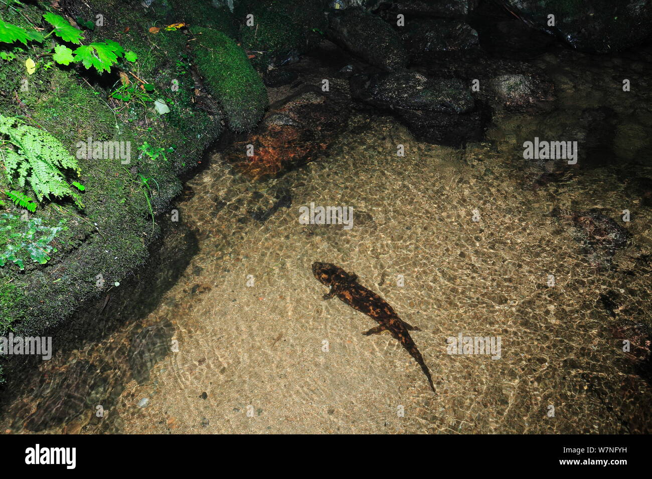 Japanese giant salamander Banque de photographies et d’images à haute