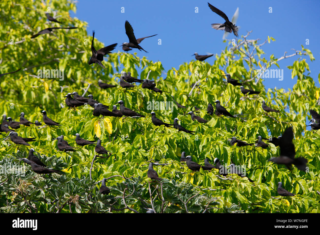 Un plafond blanc / noir noddis communs (Anous minutus) et Brown noddis communs (Anous stolidus) se reposant dans un arbre, l'île de Noël, de l'Océan Indien, Juillet Banque D'Images