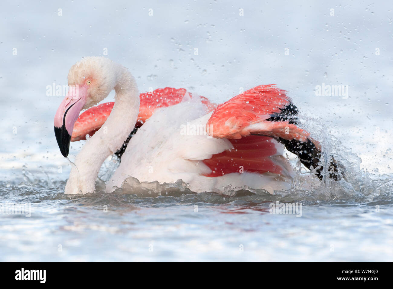 Flamingo (Phoenicopterus roseus européenne), baignade à hauteur de prénuptial, ils nettoient leur plumage beaucoup, Camargue, France, Avril Banque D'Images