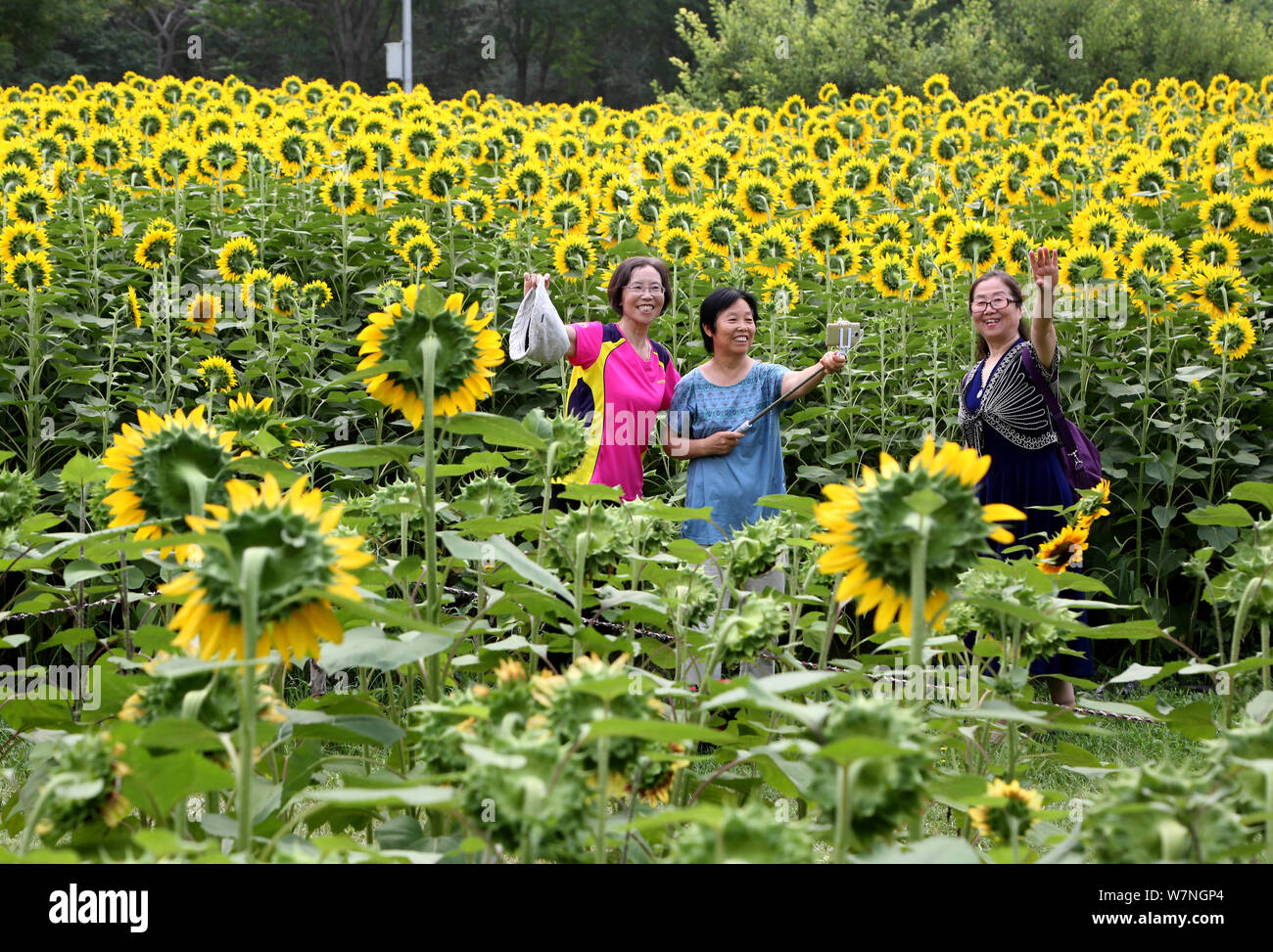 Les touristes posent avec des tournesols pour photos à la Parc forestier olympique à Beijing, Chine, 3 juillet 2017. Touristes ont visité le Parc forestier olympique à Bei Banque D'Images