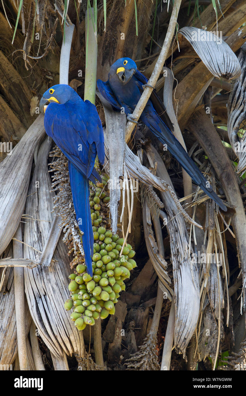 Anodorhynchus hyacinthinus Hyacinth macaws (deux) qui se nourrissent de leur favori palm-écrous dans l'arbre, Pantanal, Brésil, Août Banque D'Images