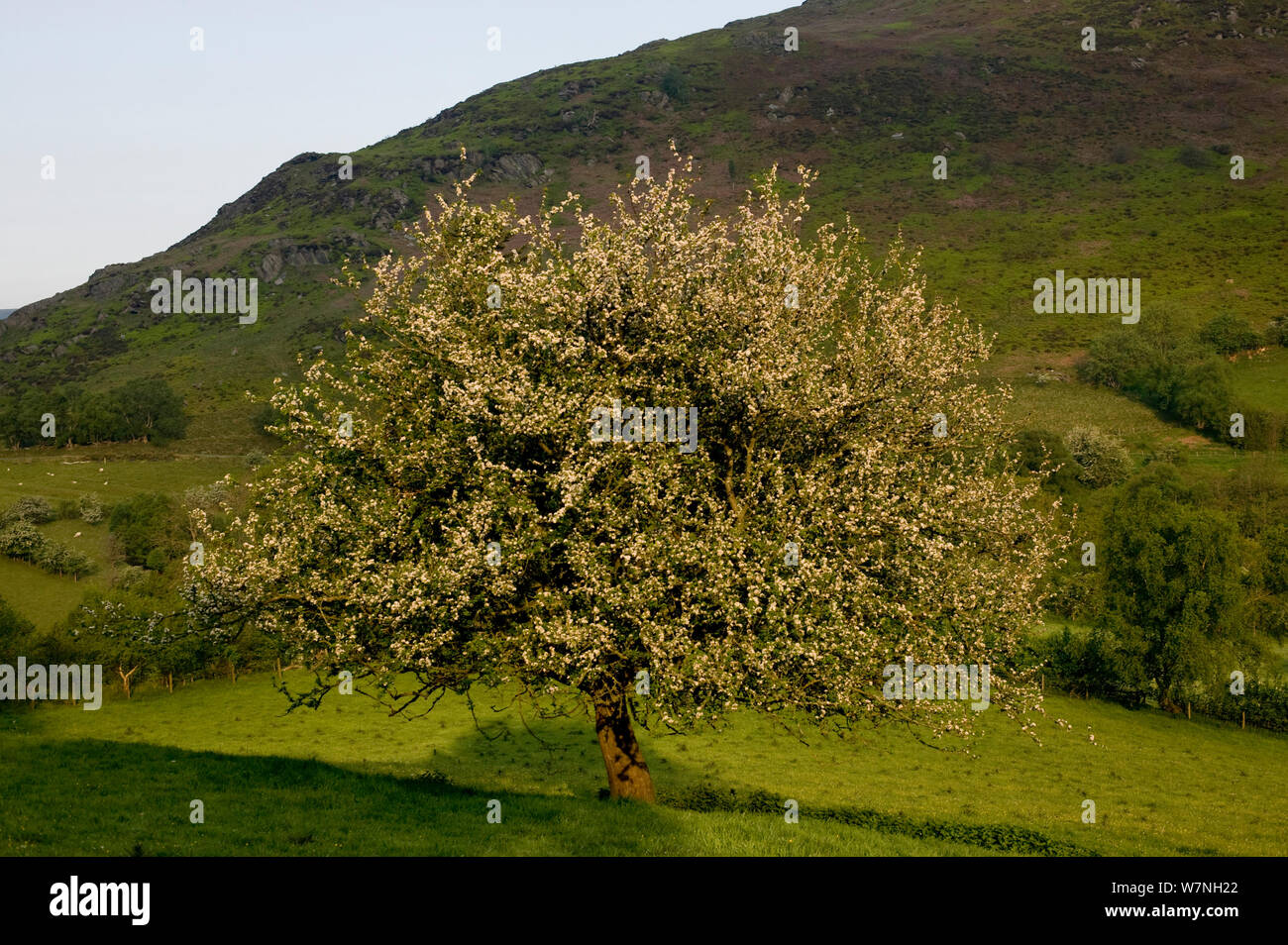 Pommier (Malus sylvestris) arbre en fleur dans le pré de la réserve naturelle des hautes terres Gilfach, Radnorshire Wildlife Trust, Powys, Wales, UK, Mai Banque D'Images