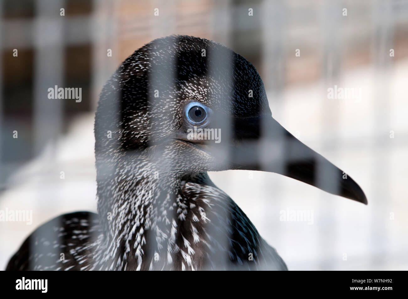 Cape de Bassan (Morus capensis) à l'élevage des juvéniles à la main et établissement de réadaptation à la fondation de l'Afrique australe pour la conservation des oiseaux côtiers (SANCCOB) Cape Town, Afrique du Sud. Les espèces vulnérables. La troisième place dans l'humanité et de la nature Catégorie Portefeuille de Melvita Nature Images Awards 2012, organisé par Terre Sauvage. Banque D'Images