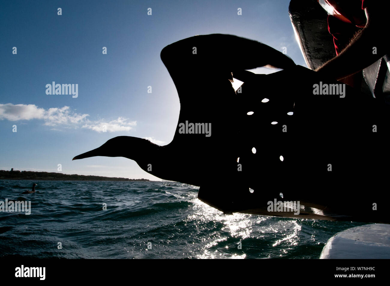 Cape de Bassan (Morus capensis) libérés après l'élevage à la main et la réadaptation à la fondation de l'Afrique australe pour la conservation des oiseaux côtiers (SANCCOB) ce cap de Bassan est relâché en mer près de l'île Robben, Table Bay. Cape Town, Afrique du Sud. Les espèces vulnérables. La troisième place dans l'humanité et de la nature Catégorie Portefeuille de Melvita Nature Images Awards 2012, organisé par Terre Sauvage. Banque D'Images Cape de Bassan (Morus capensis) libérés après l'élevage à la main et la réadaptation à la fondation de l'Afrique australe pour la conservation des oiseaux côtiers (SANCCOB) ce cap de Bassan est relâché en mer près de l'île Robben, Table Bay. Cape Town, Afrique du Sud. Les espèces vulnérables. La troisième place dans l'humanité et de la nature Catégorie Portefeuille de Melvita Nature Images Awards 2012, organisé par Terre Sauvage. Banque D'Images