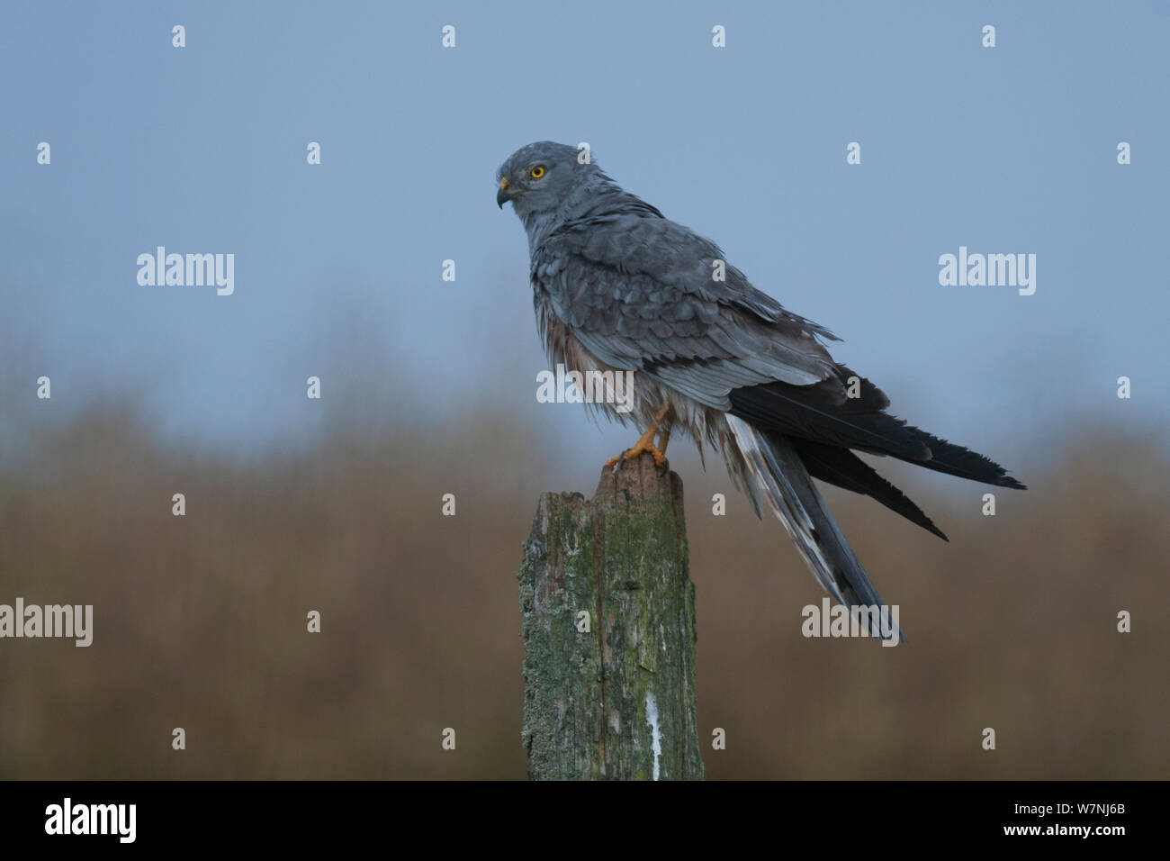 Montagu's harrier (Circus pygargus) déféquant sur post, France, juin Banque D'Images