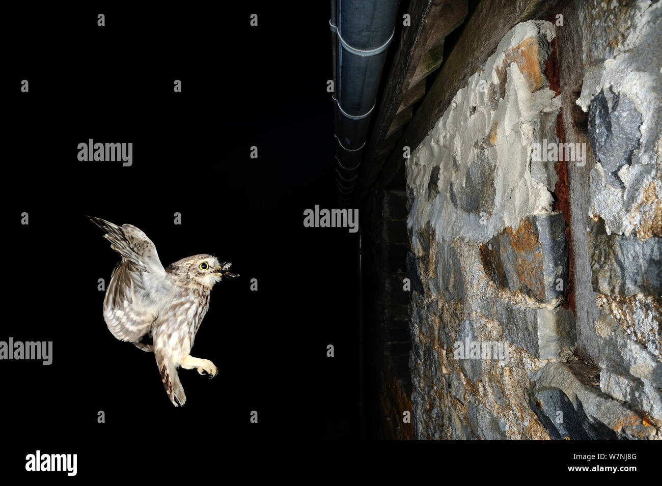Chouette chevêche (Athene noctua) vol avec la proie de nicher dans les murs, la nuit, de la France, mai Banque D'Images
