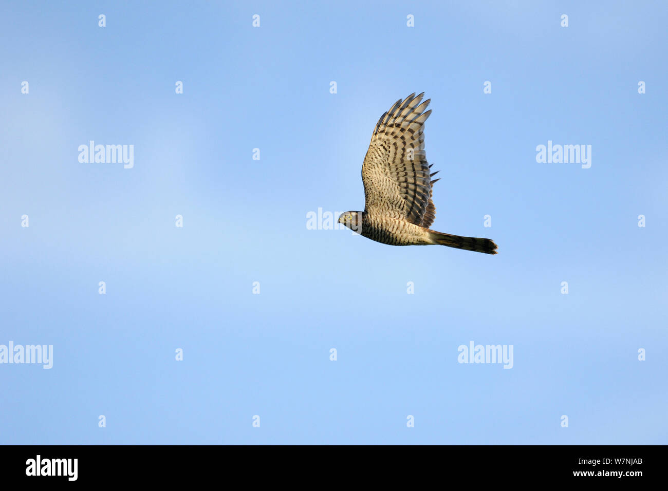 Fauve (Accipiter nisus) en vol, France, Août Banque D'Images