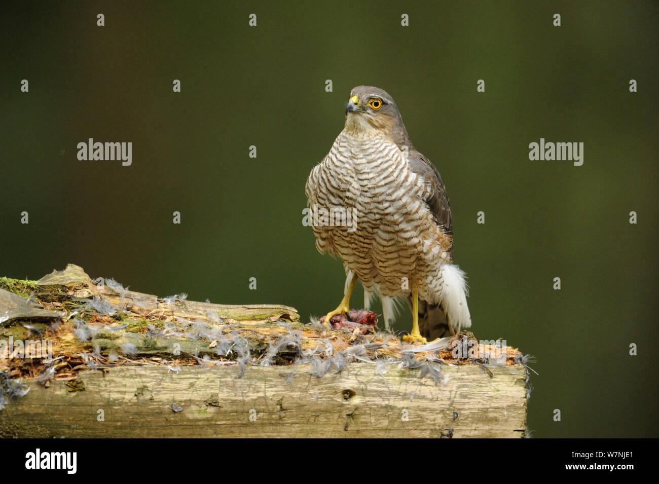 Fauve (Accipiter nisus) femmes de manger un oiseau près du nid pendant l'été, France, juin Banque D'Images