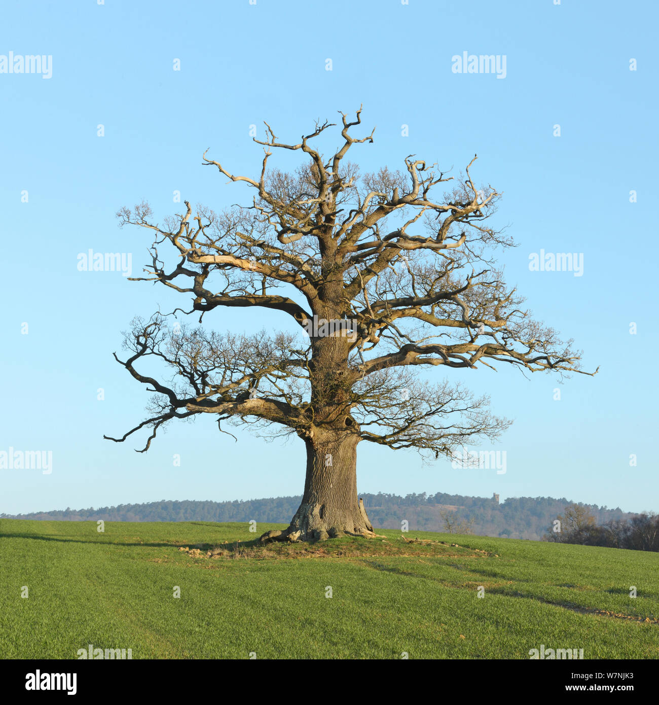 Arbre de chêne français (Quercus robur) portrait en hiver, Surrey, UK, Mars Banque D'Images