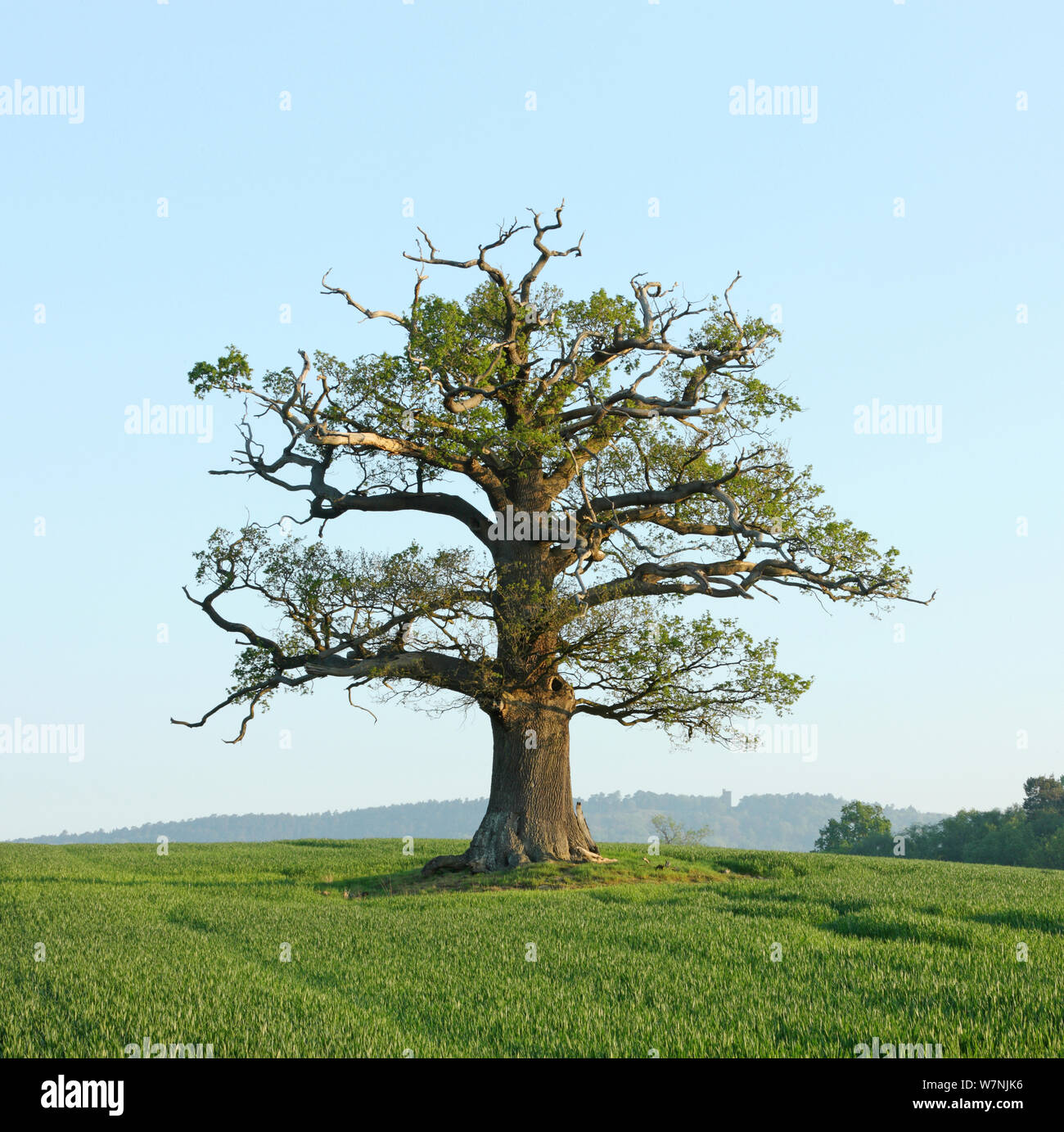 Arbre de chêne français (Quercus robur) portrait Au printemps, Surrey, UK, avril Banque D'Images