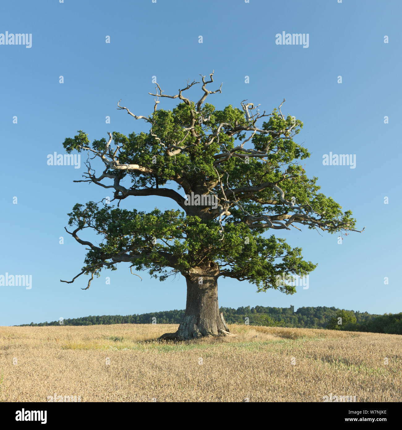 Arbre de chêne français (Quercus robur) portrait en été, Surrey, Royaume-Uni, Août Banque D'Images