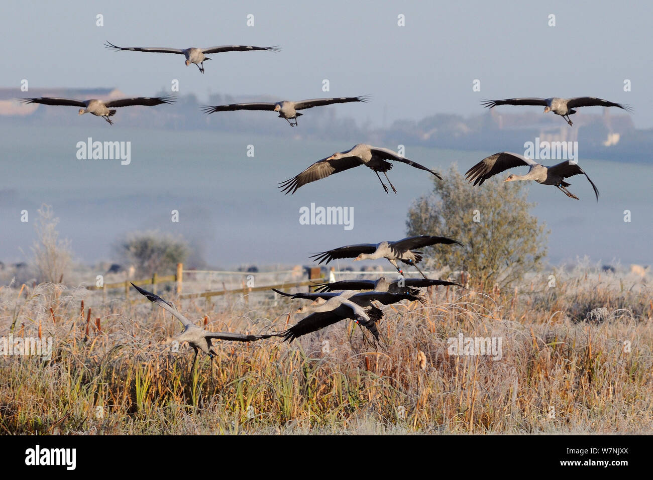 Troupeau de la common / grues eurasien (Grus grus), publié récemment par le grand projet de la grue sur le volant dans les niveaux de Somerset à la terre sur une zone marécageuse entourée de pâturages sur un matin brumeux, glacial. Somerset, Royaume-Uni, octobre.La deuxième place dans l'humanité et de la nature Catégorie Portefeuille de Melvita Nature Images Awards 2012, organisé par Terre Sauvage. Banque D'Images