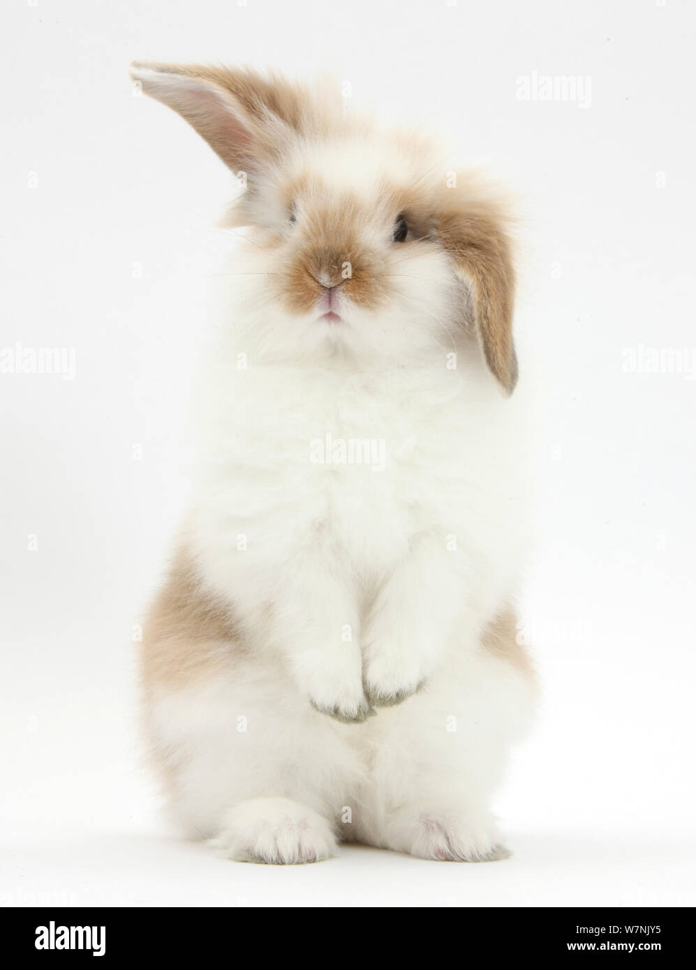Jeune lapin duveteux debout. Banque D'Images
