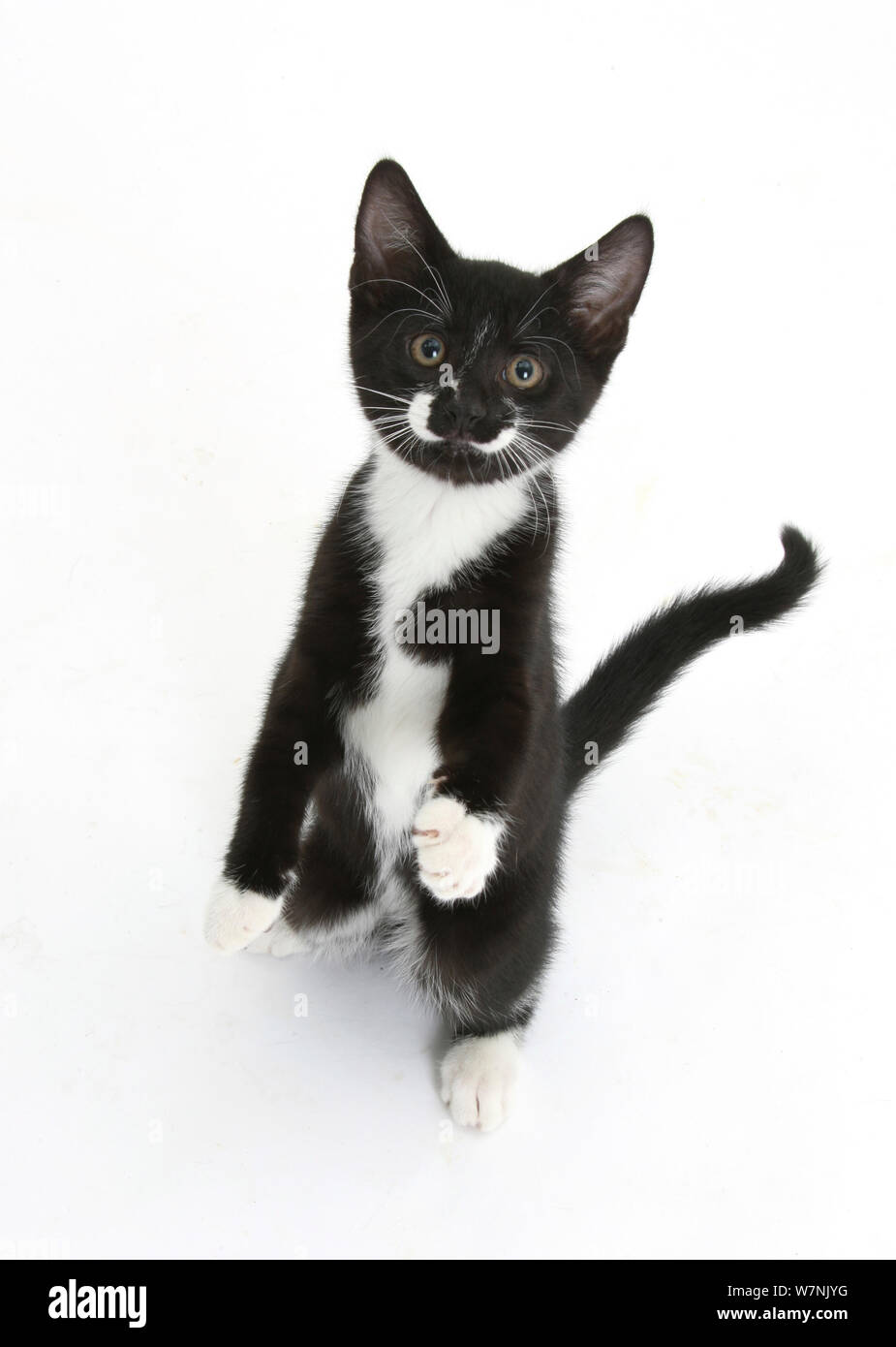 Smoking noir et blanc chaton, Tuxie, 10 semaines, debout sur les hanches et à des pattes posées. Banque D'Images
