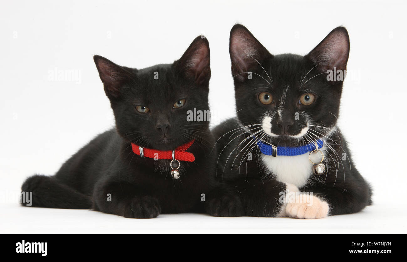 Noir, et noir et blanc, les chatons mâles tuxedo et Tuxie Buxie, 3 mois couché ensemble, portant des colliers et des cloches. Banque D'Images