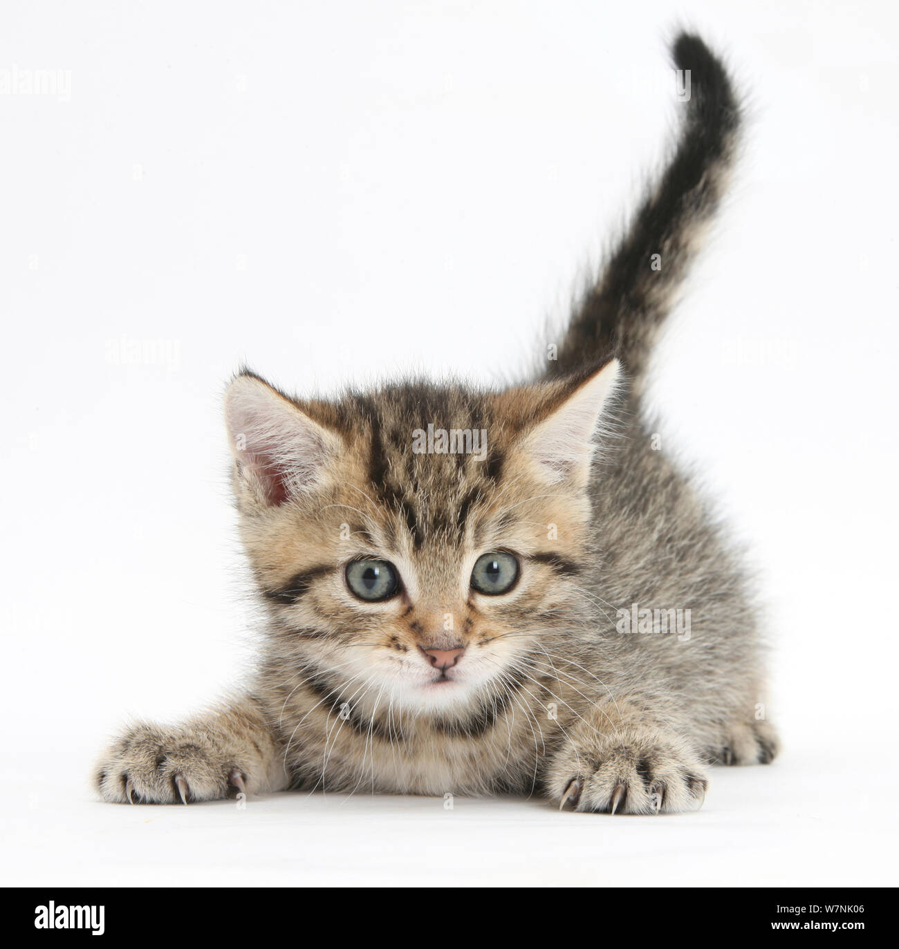 Cute kitten tabby ludique, Stanley, 6 semaines. Banque D'Images