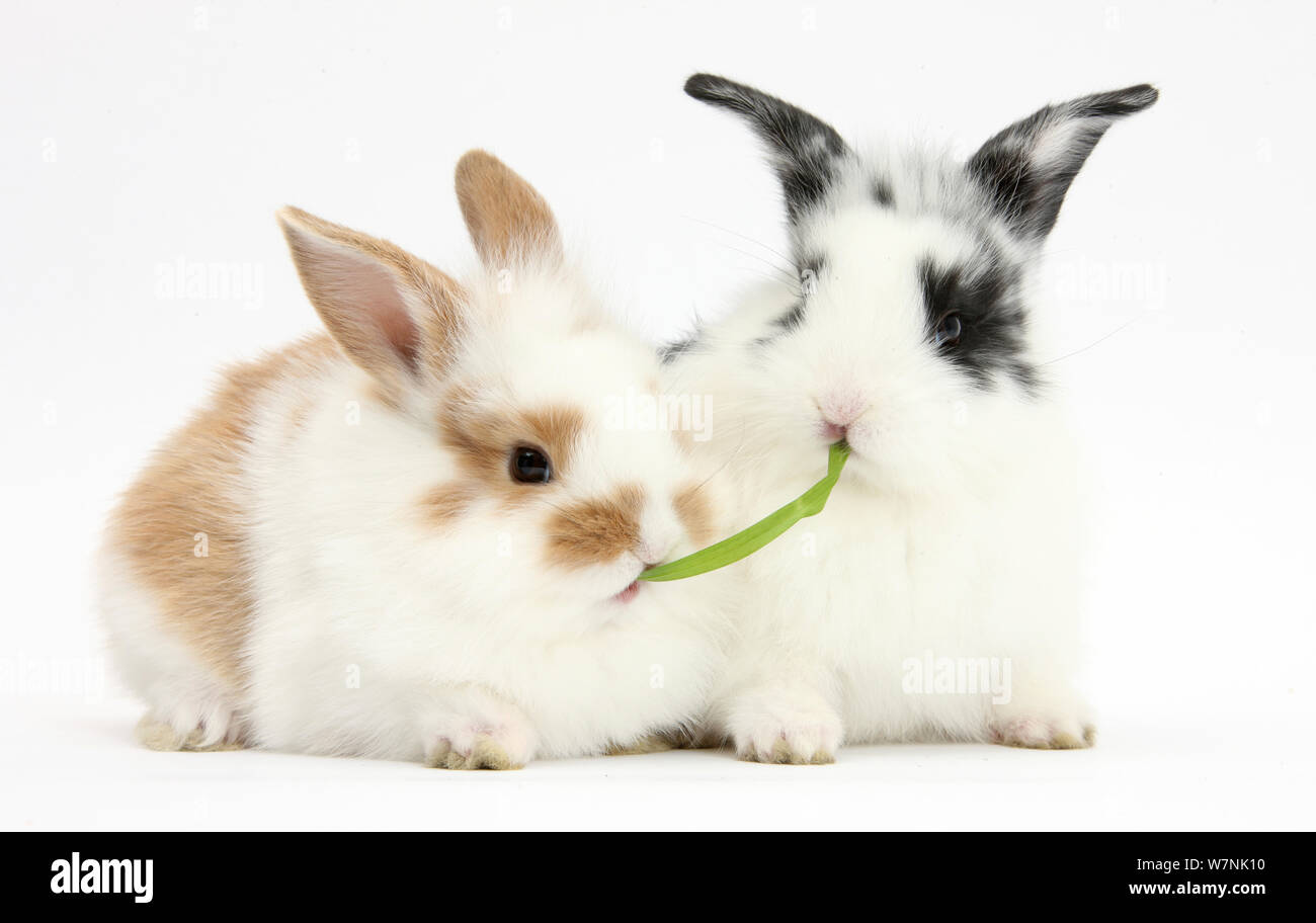 Les Jeunes lapins partager un brin d'herbe. Banque D'Images