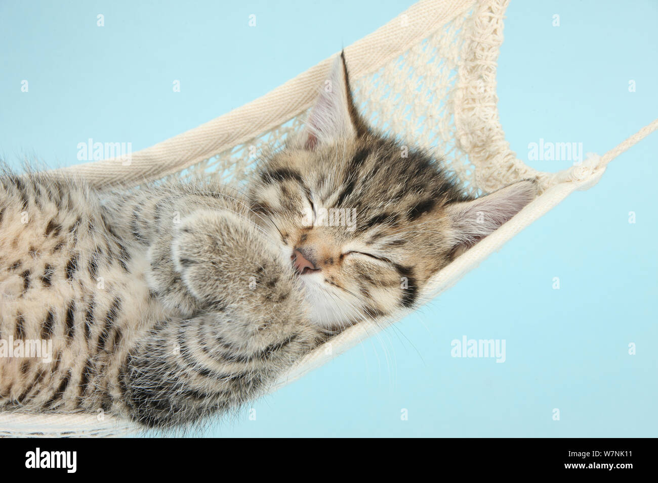 Cute kitten tabby, Stanley, 7 semaines, dormir dans un hamac. Banque D'Images