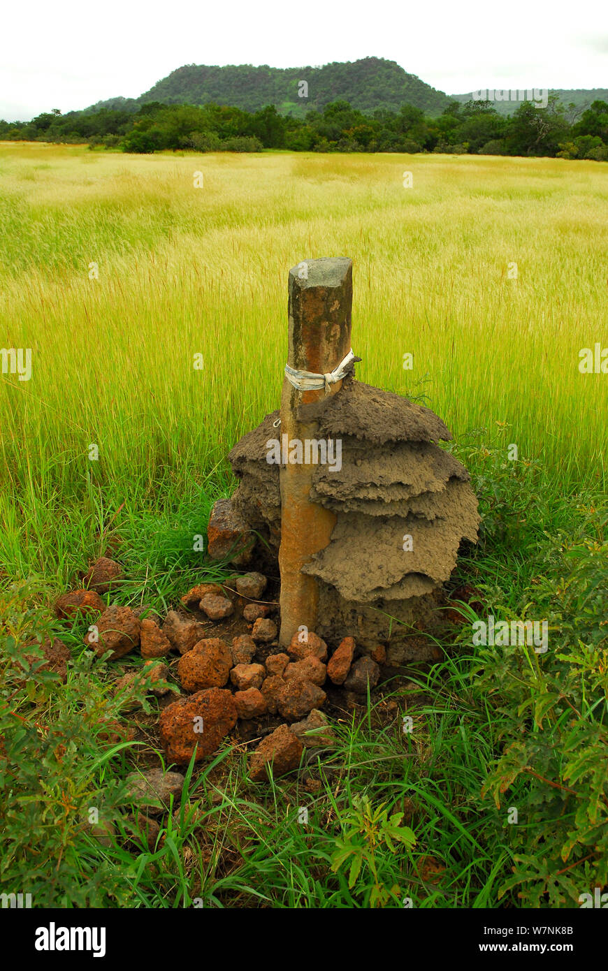 Senegal Africa People Bassari Banque D Image Et Photos Alamy