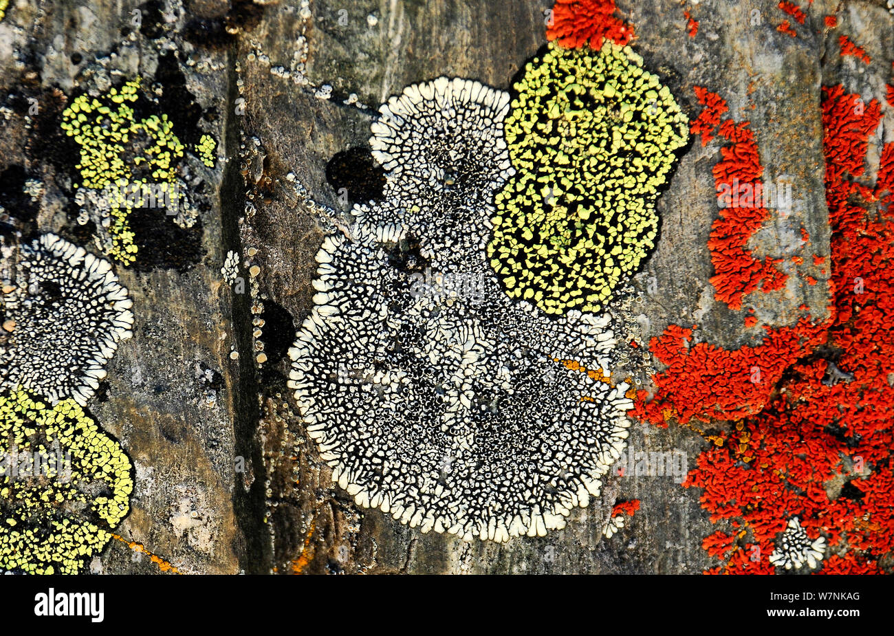 Les lichens à haute altitude, vallée de la Dudh Kosi (4,600 m), Parc national de Sagarmatha (Patrimoine Mondial UNESCO). Région de l'Everest / Khumbu, Népal, Himalaya Banque D'Images