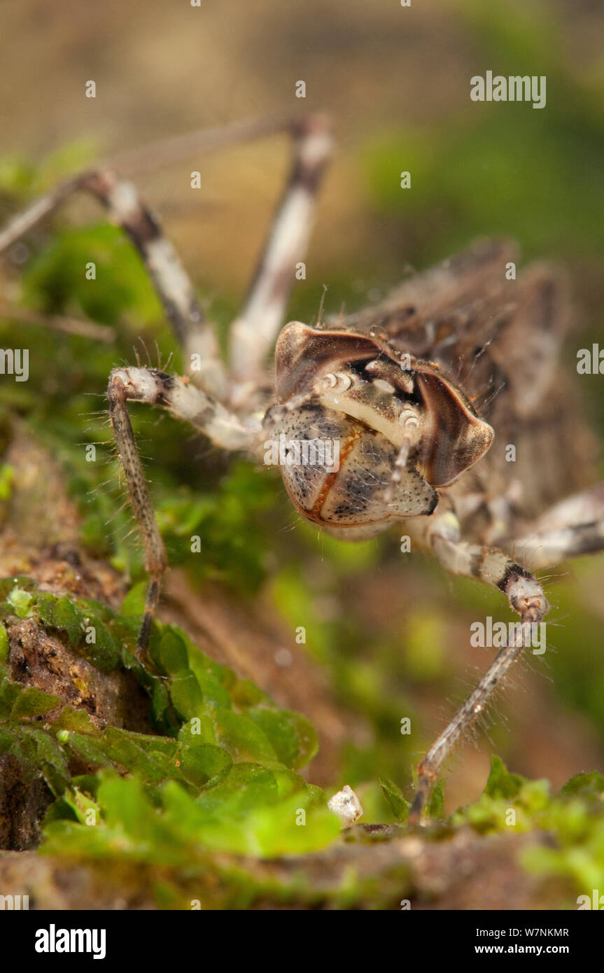 Nymphe de libellule émeraude (Corduliidae), attente de proie dans la végétation au fond, l'Europe, mai, conditions contrôlées Banque D'Images