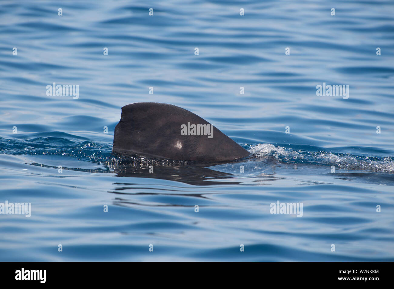 Requin-baleine (Rhincodon typus) repéré nageoire dorsale se brise la surface, Isla Mujeres, Quintana Roo, péninsule du Yucatan, au Mexique. Mer des Caraïbes. Banque D'Images