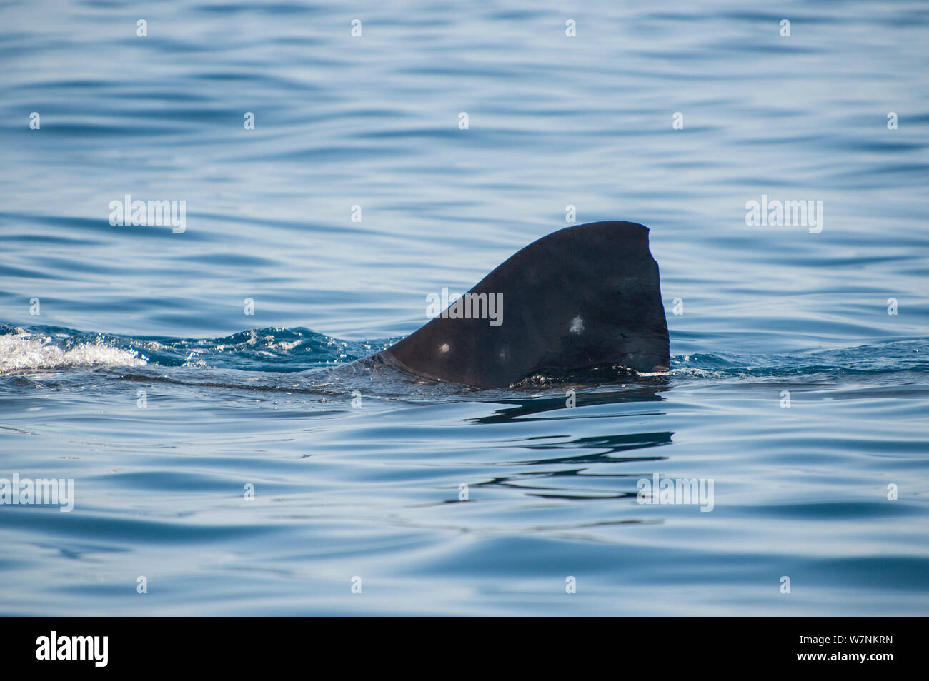 Requin-baleine (Rhincodon typus) repéré nageoire dorsale se brise la surface, Isla Mujeres, Quintana Roo, péninsule du Yucatan, au Mexique. Mer des Caraïbes. Banque D'Images
