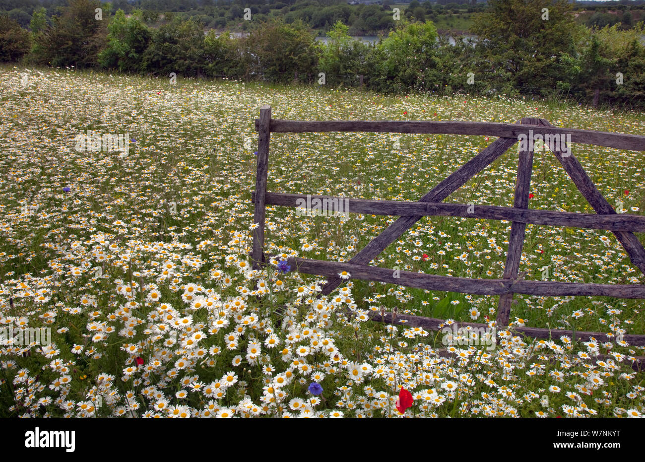 Masse de maïs camomille (Anthemis arvensis) en fleurs autour de vieux moutons obstacle, Norfolk, Royaume-Uni, juin Banque D'Images
