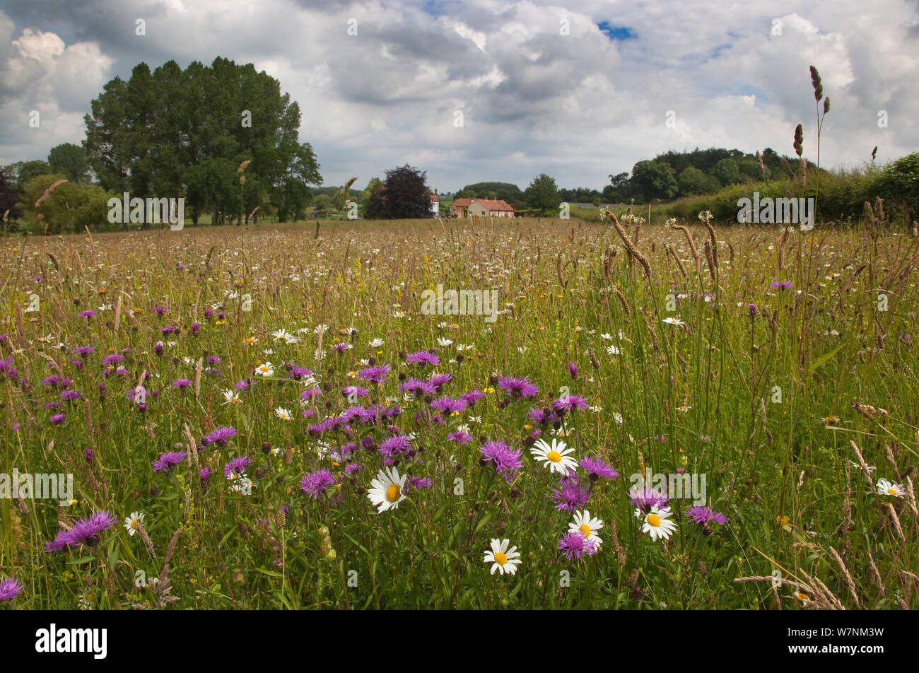 Fleurs sauvages dans hay meadow traditionnelle, Vallée Wensum, Norfolk, Royaume-Uni Juillet Banque D'Images