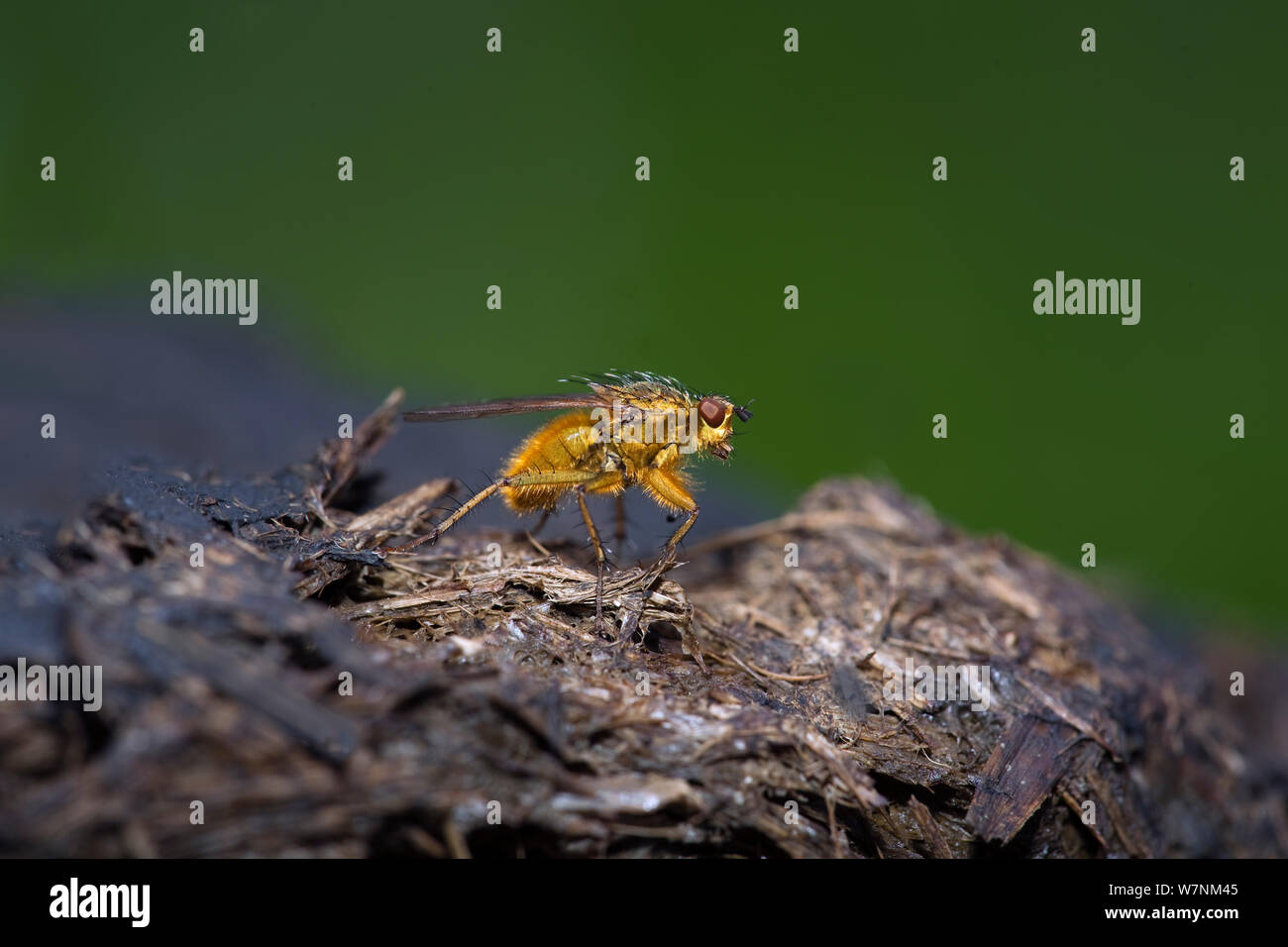 Dung fly (Scathophaga stercoraria) sur crottes, Norfolk, Royaume-Uni Juillet Banque D'Images