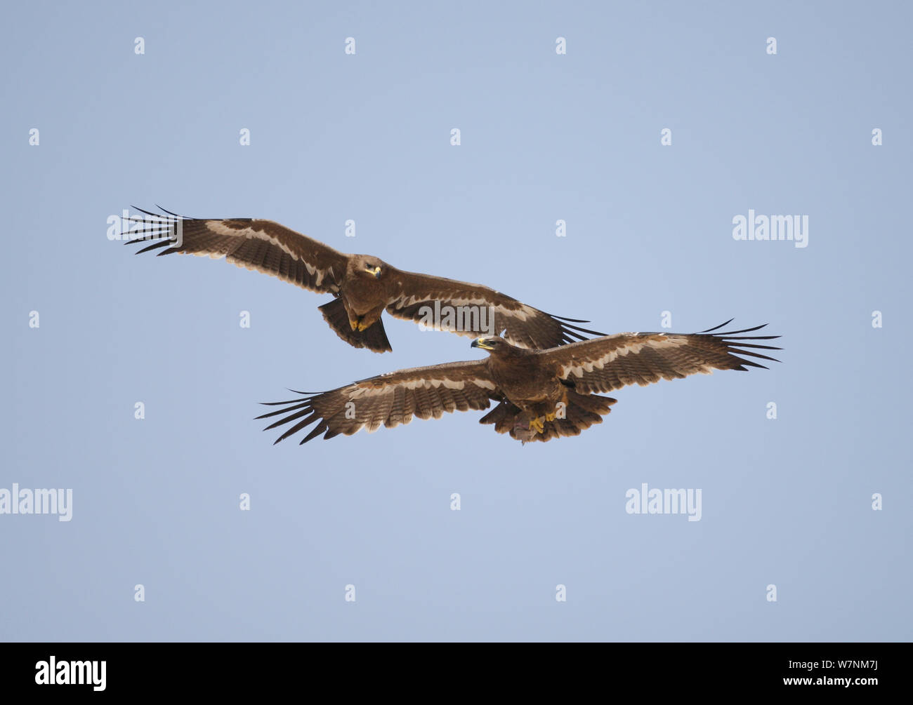 L'aigle des steppes (Aquila nipalensis) deux lorgne les uns les autres en vol, d'Oman, novembre Banque D'Images
