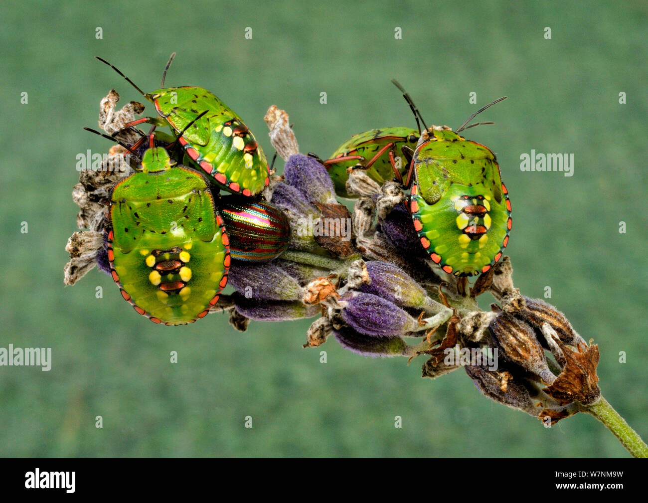 Southern green stink bugs (Nezara viridula) sur des fleurs de lavande, Mayenne, ouest de la France Banque D'Images