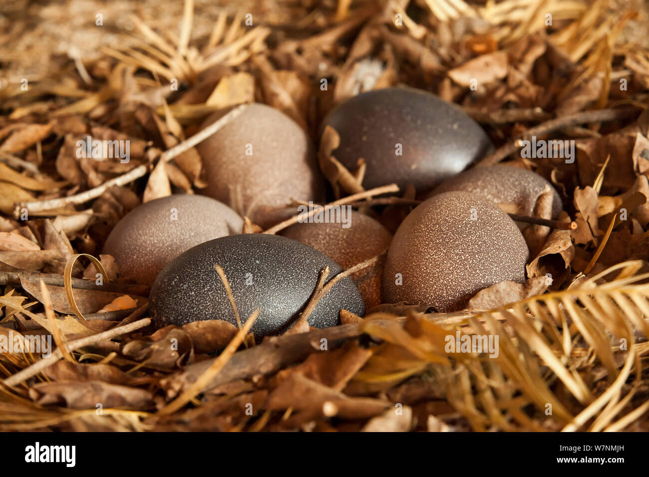 L'UEM (Dromaius novaehollandiae) oeufs dans le nid, Territoire du Nord Wildlife Park, Darwin, Australie Banque D'Images