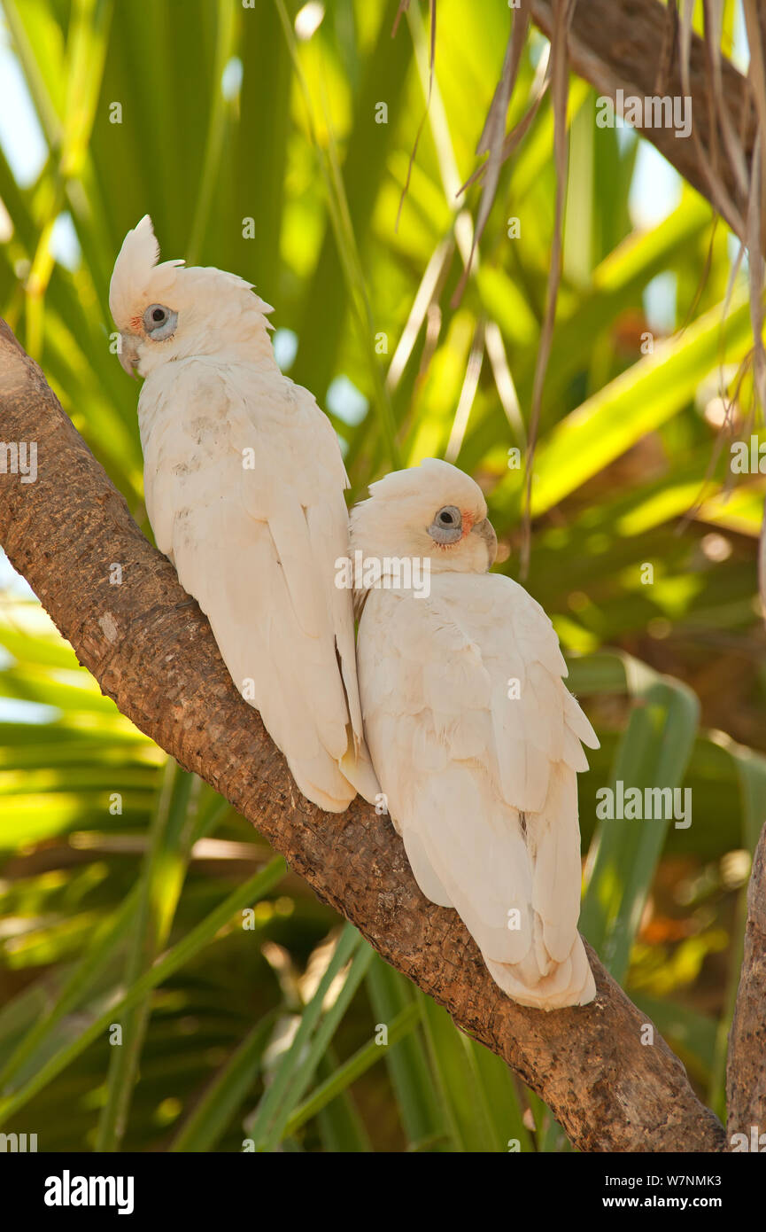 Peu de Corella (Cacatua sanguinea) paire perché dans l'arbre ensemble, Mary River, Territoire du Nord, Australie Banque D'Images