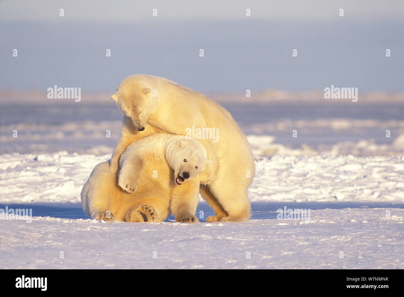 L'ours polaire (Ursus maritimus) Paire de truies adultes jouer avec l'autre sur la banquise au cours de gel de l'automne 1002, salon de l'Arctic National Wildlife Refuge, versant nord, Alaska, USA Banque D'Images