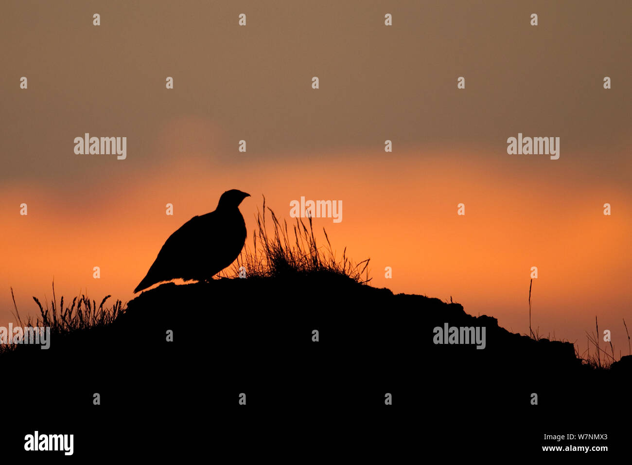 Le lagopède alpin (Lagopus mutus) qui se profile au coucher du soleil, l'Islande, juin Banque D'Images