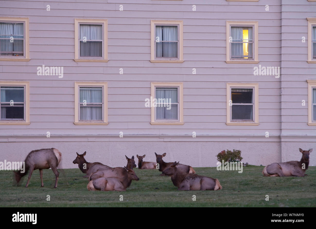 Le wapiti (Cervus elaphus canadensis) au repos du troupeau, en face de l''hôtel, Mammoth Hot Springs, Parc National de Yellowstone, États-Unis Banque D'Images