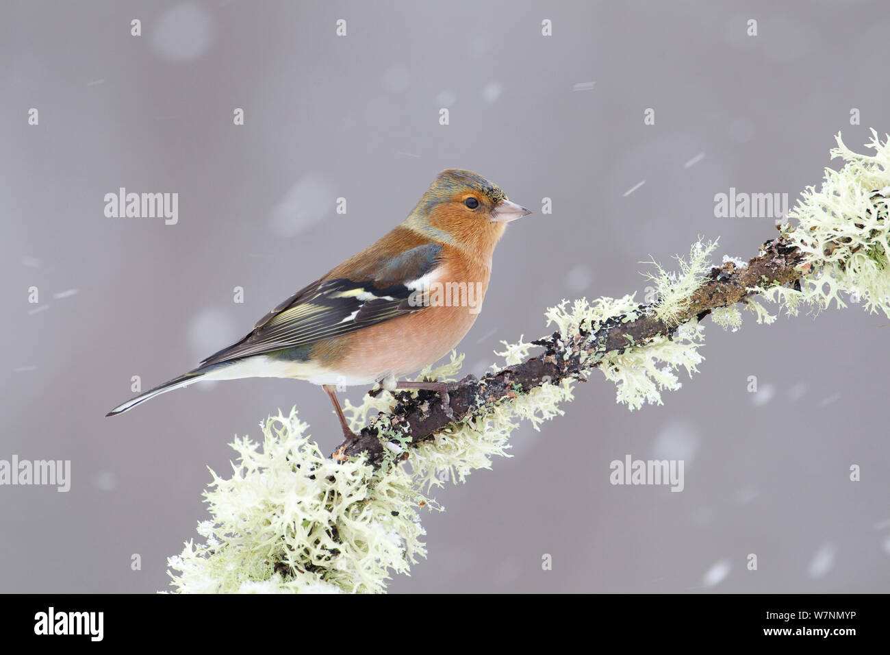 Chaffinch (Fringilla coelebs) mâle en pleine tempête, Glenfeshie, Ecosse, Royaume-Uni, février Banque D'Images