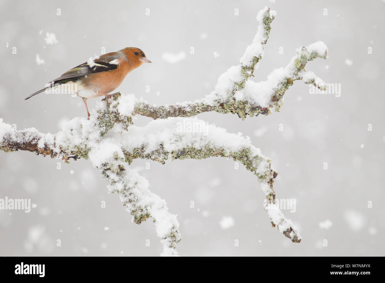 Chaffinch (Fringilla coelebs) mâle en pleine tempête, Glenfeshie, Ecosse, Royaume-Uni, février Banque D'Images