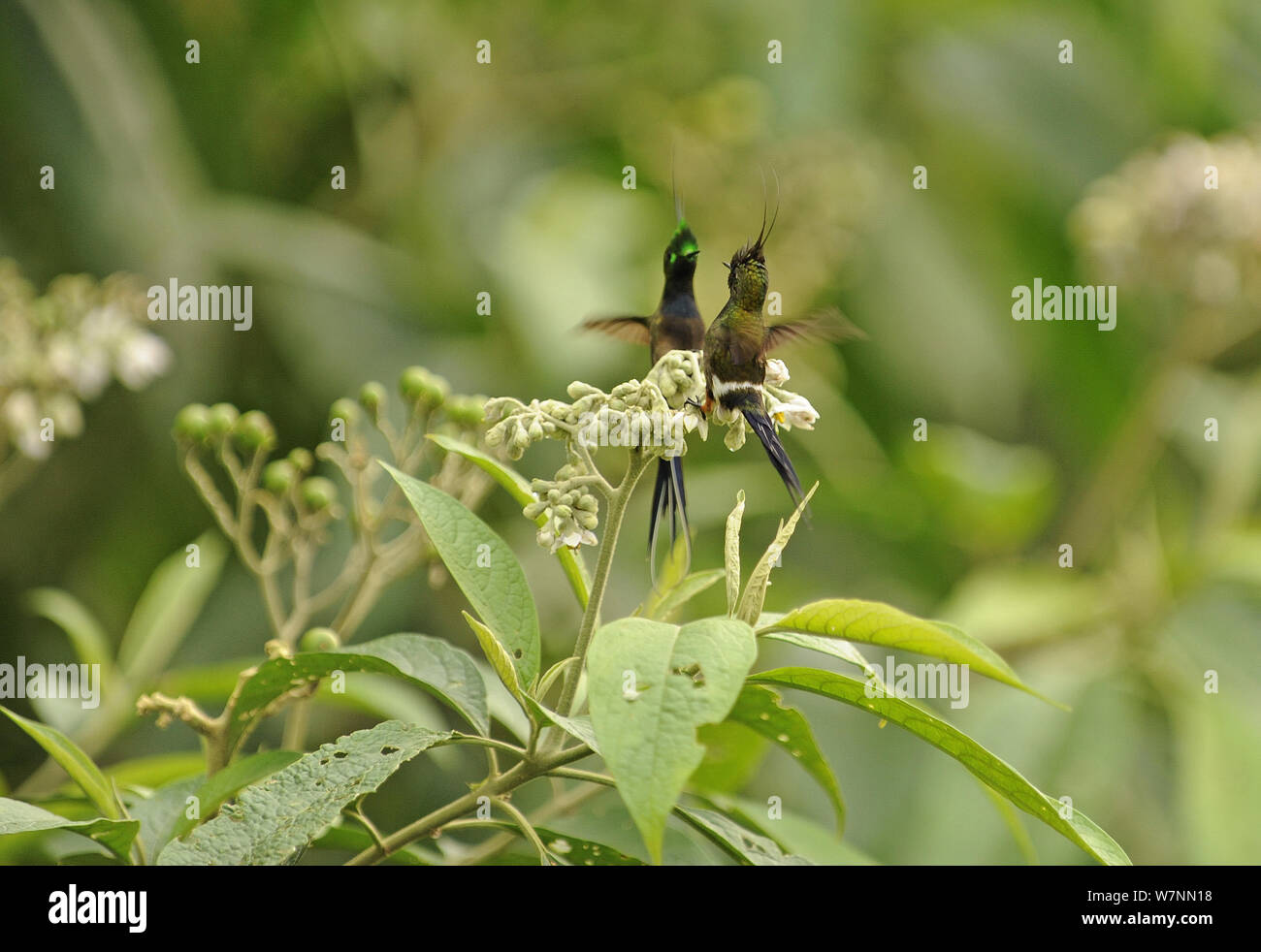 Deux hommes sur le fil-crested thorntails (Discosura popelairii) affichage sauvage Sumaco,, en Équateur. Banque D'Images