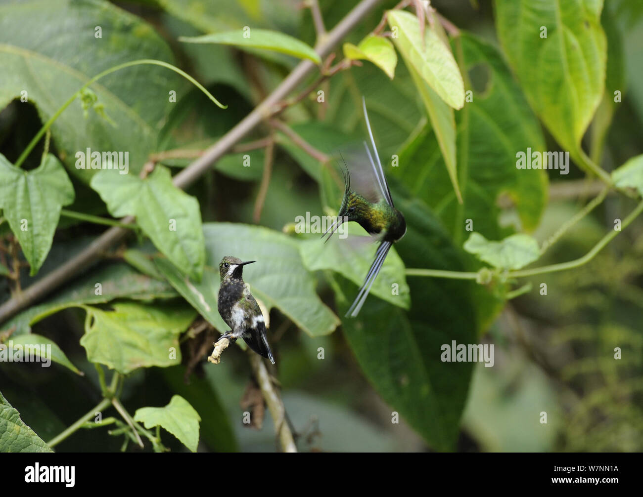 Fil mâle-crested thorntail (Discosura popelairii) Affichage d'une femelle, Wild Sumaco, en Équateur. Banque D'Images